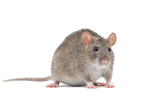 Mäuse