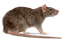 Ratten