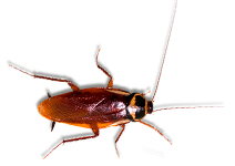 Schaben
