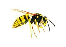 Wespen